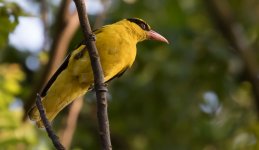 black-naped oriole.jpg