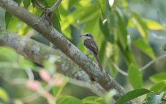 brown shrike.jpg