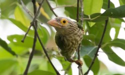 lineated barbet.jpg