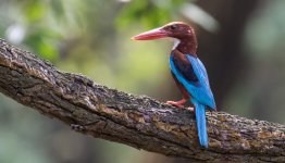 White-throated Kingfisher.jpg