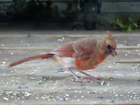 Norhtern Cardinal (female w- leucism).jpg