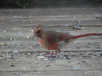 Northern Cardinal (female w- leucism) (1).jpg