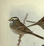 White throated sparrow.jpg