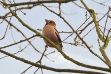 Hawfinch.jpg