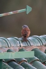 20190223 (3)_House_Bunting.JPG