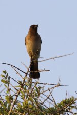 20190223 (6)_Common_Bulbul.JPG