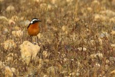 20190223 (8)_Moussiers_Redstart.JPG