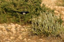 20190223 (10)_Maghreb_Magpie.JPG