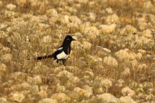 20190223 (11)_Maghreb_Magpie.JPG