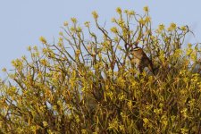 20190223 (13)_Black-crowned_Tchagra.JPG