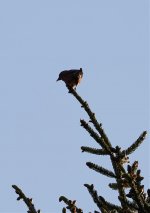 Crossbill  6-4-2019.jpg