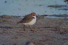 red capped plover 25x.JPG