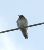 june-4-19-juvenile-cliff-swallow-1.jpg