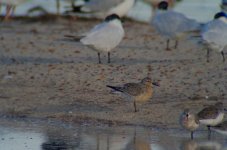 red knot 35-40x.JPG