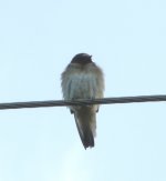 june-4-19-juvenile-cliff-swallow-2.jpg