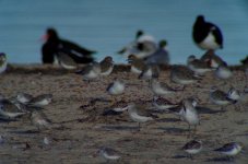 terek sandpiper 30-35x.JPG