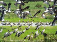 017D - Asian Openbill.JPG