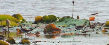 041B - Pheasant-tailed Jacana.JPG