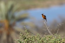 20190223 (22)_Moussiers_Redstart.JPG