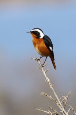 20190223 (23)_Moussiers_Redstart.JPG