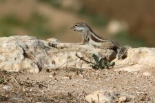 20190223 (29)_Barbary_Ground_Squirrel.JPG