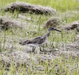 US DOWITCHER SHORT BILLED (2).JPG