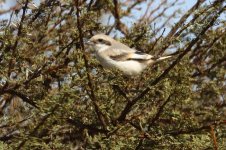 20190219 (8)_Southern_Grey_Shrike.JPG