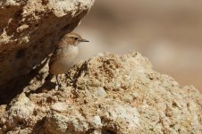 20190219 (10)_Red-rumped_Wheatear.JPG