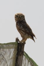 20190223 (51)_Little_Owl.JPG