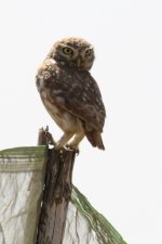 20190223 (52)_Little_Owl.JPG