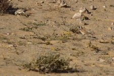 20190219 (20)_Hoopoe_Lark_and_Temmincks_Lark.JPG