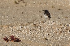 20190219 (21)_Red-rumped_Wheatear.JPG