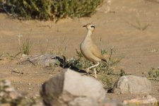 20190219 (24)_Cream-coloured_Courser.JPG