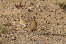 20190219 (25)_Cream-coloured_Courser.JPG