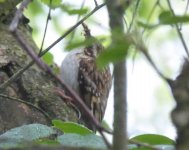 treecreeper1.jpg