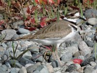 10 killdeer.jpg