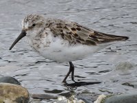 11 dunlin.jpg