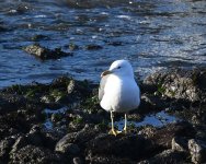 LBB Gull_Girdle Ness_190319a.jpg