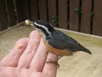 15 nuthatch.jpg