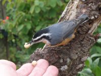 16 nuthatch.jpg