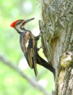 PILEATED STRANGE V CROP 1000P.jpg