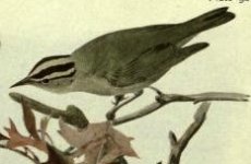 worm eating warbler.jpg