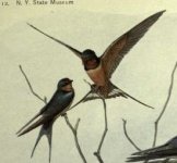 Barn swallows.jpg