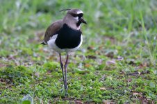 Southern_lapwing_00023 (800x533).jpg