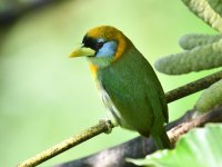 Red_headed_barbet_female_00026 (800x600).jpg