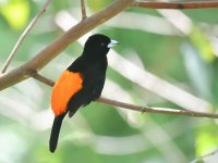 Flame_rumped_tanager_00028 (800x600).jpg