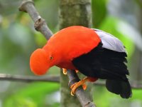 Andean_cock_of_the_rock_00035 (800x600).jpg