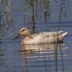 Female-Mallard.jpg