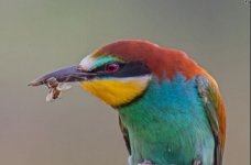 European bee-eater merops apiaster Kalloni Salt Pans 150519.JPG