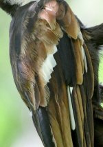 PILEATED STRANGE V CROP DETAIL.jpg